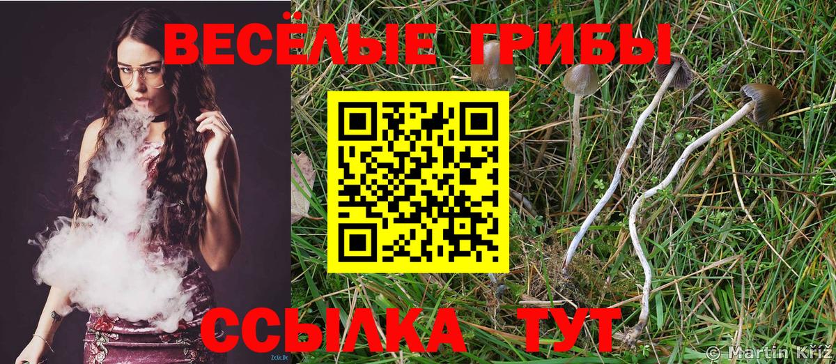 Михайловка  Псилоцибиновые грибы MAGIC MUSHROOMS  Вход с VPN 