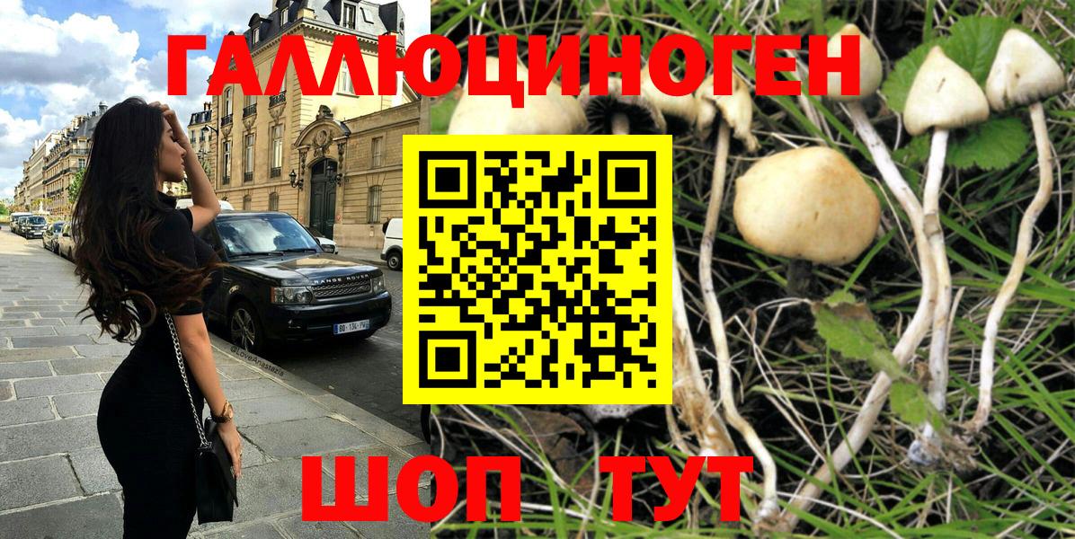 Галлюциногенные грибы Psilocybe Михайловка